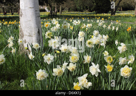 Hampton Court, SW London, England, UK. 19 avril 2013. La crème double inhabituelle en fleurs jonquilles rechercher dans le soleil du printemps à Hampton Court Palace. Credit : Julia Gavin/Alamy Live News Banque D'Images