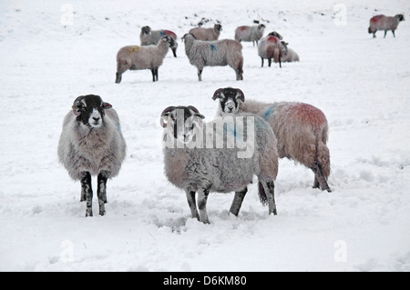 Les moutons dans la neige Yorkshire Dales Banque D'Images