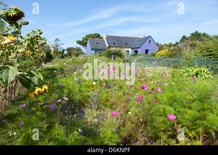 Pierres et bois bleu bretagne maison à champ fleuri Banque D'Images