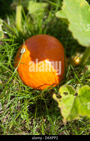 Belle citrouille orange se cachant dans l'herbe du jardin de la cuisine à Kersiguenou, Bretagne, France Banque D'Images