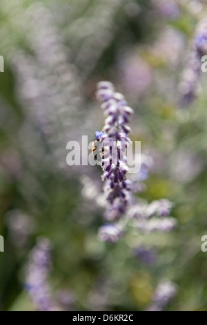 Petite abeille sur la recherche des fleurs bleues de Perovskia dans un jardin d'été sauvage et graphique à Kersiguenou, Crozon, Bretagne, France Banque D'Images