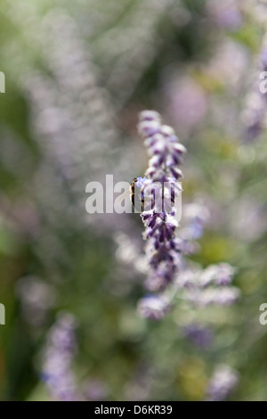 Petite abeille sur la recherche des fleurs bleues de Perovskia dans un jardin d'été sauvage et graphique à Kersiguenou, Crozon, Bretagne, France Banque D'Images