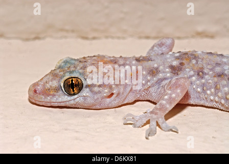 Maison commune, gecko Hemidactylus turcicus Banque D'Images