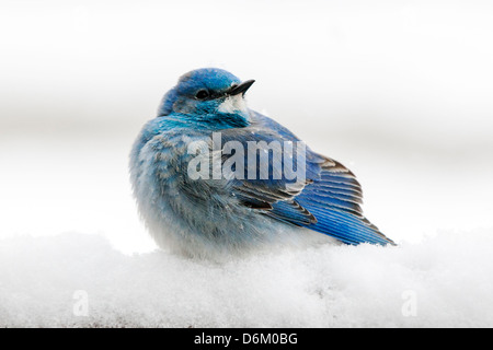 La migration, le Merlebleu azuré Sialia currucoides, cherchant refuge dans une neige de printemps du Colorado. Banque D'Images