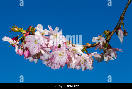 La direction générale de la floraison des cerisiers en fleur avec le ciel bleu en arrière-plan Banque D'Images