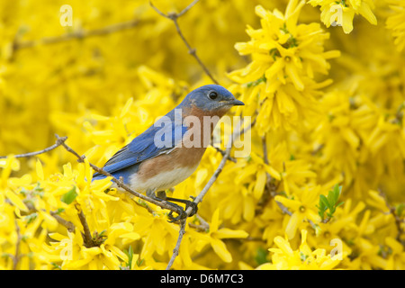 Oiseaux bleus de l'est perching dans Forsythia Blossoms oiseau oiseaux oiseaux oiseaux oiseaux oiseaux ornithologie Science nature faune Environnement Banque D'Images