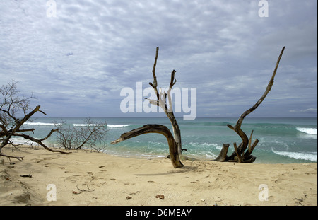 Speightstown, à la Barbade, branches d'un arbre mort sur la plage à Speightstown Banque D'Images