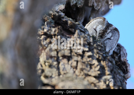 La Chouette hulotte (Strix Aluco enr) peeking out de son trou au repos, l'hiver, l'Europe Banque D'Images