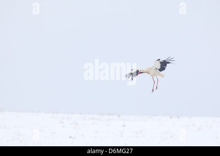 Cigogne Blanche (Ciconia ciconia) volant au-dessus de champ neigeux au printemps (avril). L'Europe, l'Estonie Banque D'Images