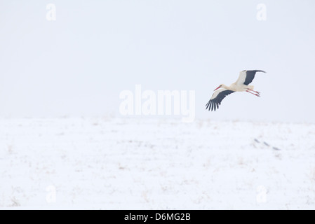 Cigogne Blanche (Ciconia ciconia) volant au-dessus de champ neigeux au printemps (avril). L'Europe, l'Estonie Banque D'Images