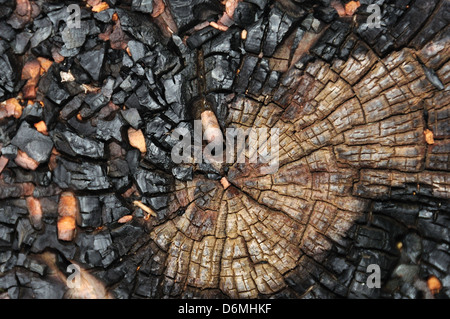 Tronc d'arbre calciné abstract macro fond bois. Focus sélectif. Banque D'Images