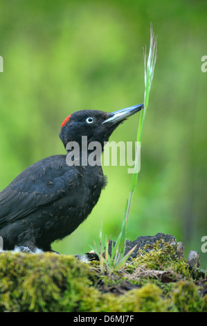 Pic noir Dryocopus martius Anting photographié en Pyrénées France Banque D'Images
