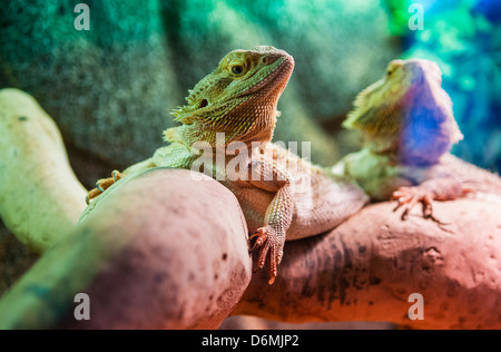 Deux dragons barbus ((Pogona vitticeps) sur une branche dans un vivarium, l'un à l'accent, l'un des problèmes de mise au point. Banque D'Images