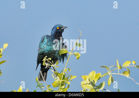 Cape Glossy Starling Lamprotornis nitens photographié dans le parc national d'Etosha, Namibie Banque D'Images