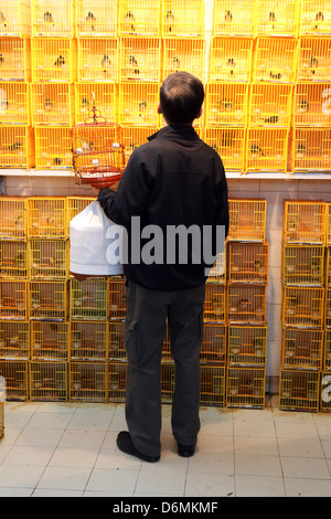 Hong Kong, Chine, des oiseaux chanteurs homme regarde le marché aux oiseaux Banque D'Images