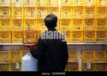 Hong Kong, Chine, des oiseaux chanteurs homme regarde le marché aux oiseaux Banque D'Images