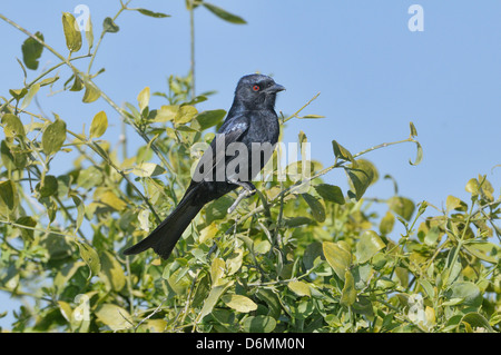 Fork-tailed Drongo Dicrurus adsimilis Photographié en Namibie Banque D'Images
