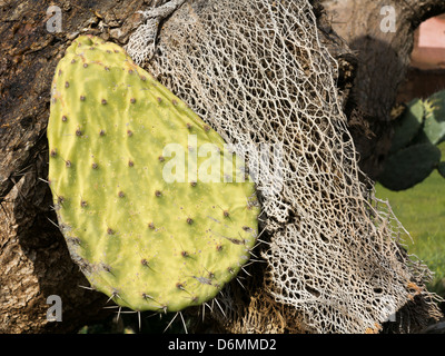 Cactus poussant dans le sud du Maroc, l'Afrique du Nord Banque D'Images