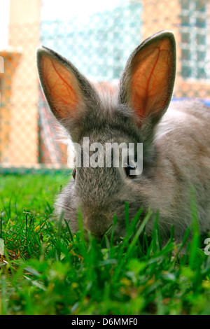 Surpris, lapin à la recherche de l'appareil photo. curieusement Banque D'Images