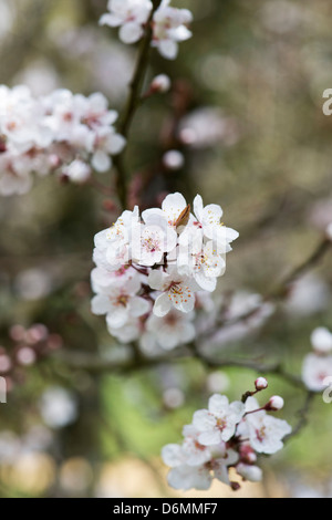 Prunus cerasifera Pissardii. Feuilles pourpre prune. Cerisiers en fleurs. Banque D'Images