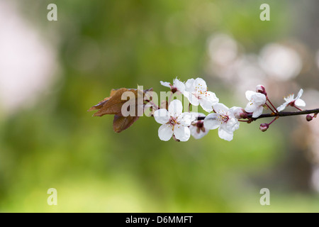 Prunus cerasifera Pissardii. Feuilles pourpre prune. Cerisiers en fleurs. Banque D'Images