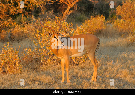 Black-faced Impala Aepyceros melampus petersi photographié en Afrique du Sud Banque D'Images