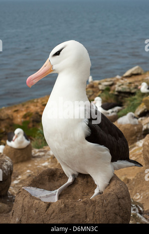 Albatros à sourcils noirs, Thalassarche melanophrys, Schwarzbrauenalbatros, Saunders Island, Îles Falkland, des profils avec nid de boue Banque D'Images