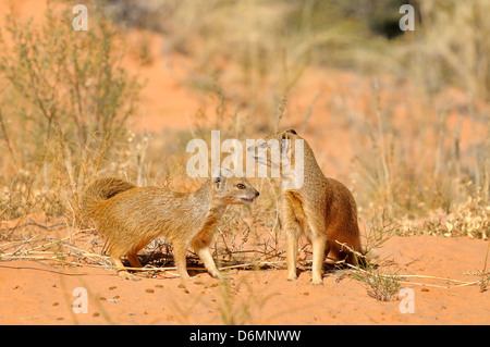 Cynictis penicillata Mangouste jaune photographié dans le parc transfrontalier Kgalagadi National Park, Afrique du Sud Banque D'Images