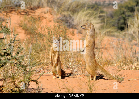 Cynictis penicillata Mangouste jaune photographié dans le parc transfrontalier Kgalagadi National Park, Afrique du Sud Banque D'Images