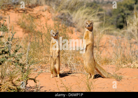 Cynictis penicillata Mangouste jaune photographié dans le parc transfrontalier Kgalagadi National Park, Afrique du Sud Banque D'Images