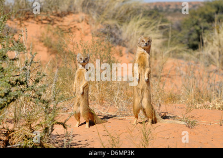 Cynictis penicillata Mangouste jaune photographié dans le parc transfrontalier Kgalagadi National Park, Afrique du Sud Banque D'Images