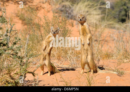 Cynictis penicillata Mangouste jaune photographié dans le parc transfrontalier Kgalagadi National Park, Afrique du Sud Banque D'Images