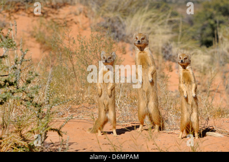 Cynictis penicillata Mangouste jaune photographié dans le parc transfrontalier Kgalagadi National Park, Afrique du Sud Banque D'Images