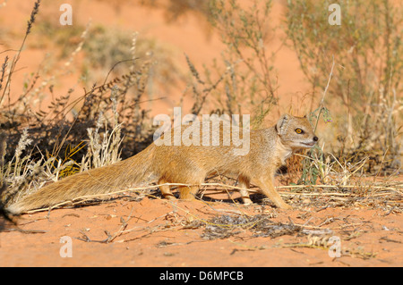 Cynictis penicillata Mangouste jaune photographié dans le parc transfrontalier Kgalagadi National Park, Afrique du Sud Banque D'Images