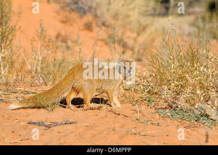 Cynictis penicillata Mangouste jaune photographié dans le parc transfrontalier Kgalagadi National Park, Afrique du Sud Banque D'Images