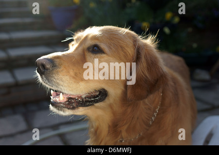 Labrador dog face nez dents langue whiskers heureux ou escalier extérieur jardin bénéficiant d''un sèche statique Banque D'Images