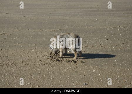 Vieux chien Border terrier plage sable trou creuser tropical beach Banque D'Images