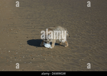 Vieux chien Border terrier sac chasse plage de sable Banque D'Images