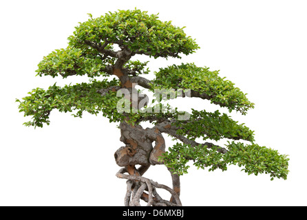 Bonsaï arbre vert sur fond blanc. Orme chinois. Banque D'Images