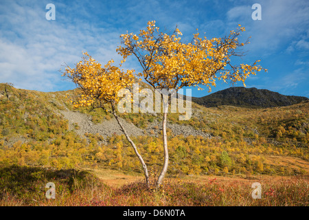 Birch tree in colorful autumn landscape, Vestvågøya, Lofoten Islands, Norway Banque D'Images