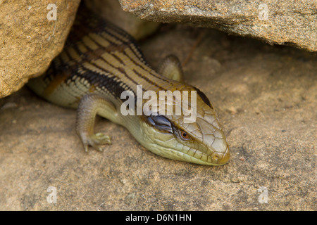 Australian Reptile : eastern blue-tongue lizard (Tiliqua scincoides). Banque D'Images