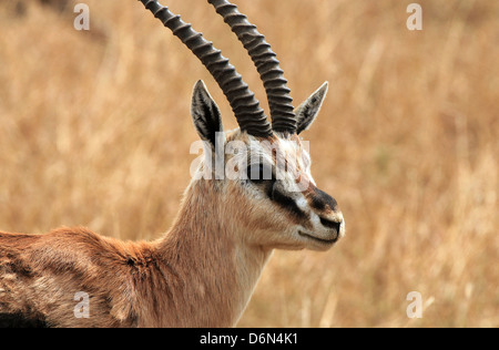 Portrait d'une Gazelle de Thomson (Eudorcas Thomsonii), Serengeti, Tanzanie Banque D'Images