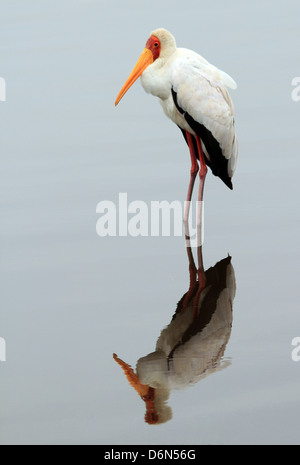 Yellow-billed Stork (Mycteria Ibis), debout dans l'eau en pleine réflexion, le lac Nakuru, Kenya Banque D'Images