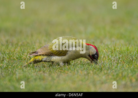 Pic vert mâle (Picus viridis) se nourrissant de jardin pelouse, Cambridgeshire, Angleterre Banque D'Images