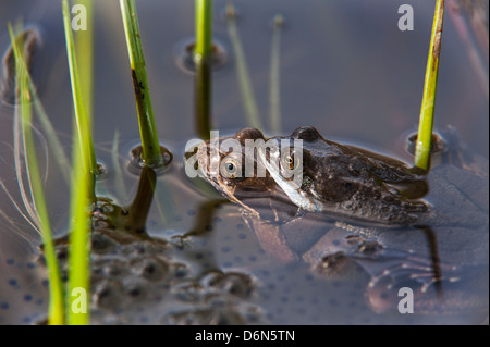 Brun commun européen les grenouilles (Rana temporaria) paire en amplexus de grenouilles fraient en flottant entre étang au printemps Banque D'Images