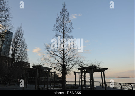 L'aube d'un séquoia (Metasequoia glyptostroboides) croissant sur la Battery Park City esplanade, donnant sur le port de New York. Banque D'Images