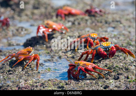 Sally Lightfoot, crabe Grapsus Grapsus, Sullivan Bay, Isla Santiago, îles Galapagos, site de l'Unesco, l'Équateur, en Amérique du Sud Banque D'Images