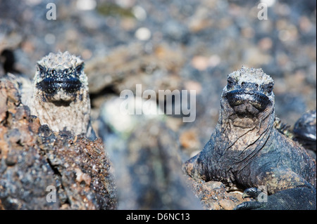 Iguanes marins, Amblyrhynchus cristatus, Les Tintoreras, Isla Isabela, îles Galapagos, site de l'Unesco, l'Équateur, en Amérique du Sud Banque D'Images
