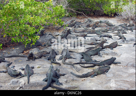 Iguanes marins, Amblyrhynchus cristatus, Isla Isabela, îles Galapagos, site de l'Unesco, l'Équateur, en Amérique du Sud Banque D'Images