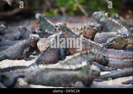 Iguanes marins, Amblyrhynchus cristatus, Isla Isabela, îles Galapagos, site de l'Unesco, l'Équateur, en Amérique du Sud Banque D'Images